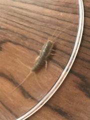 Ctenolepisma longicaudatum