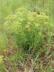 Heteromorpha involucrata