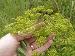 Heteromorpha involucrata
