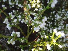 Erica formosa