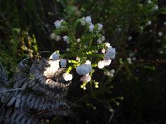 Erica formosa