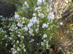 Erica formosa