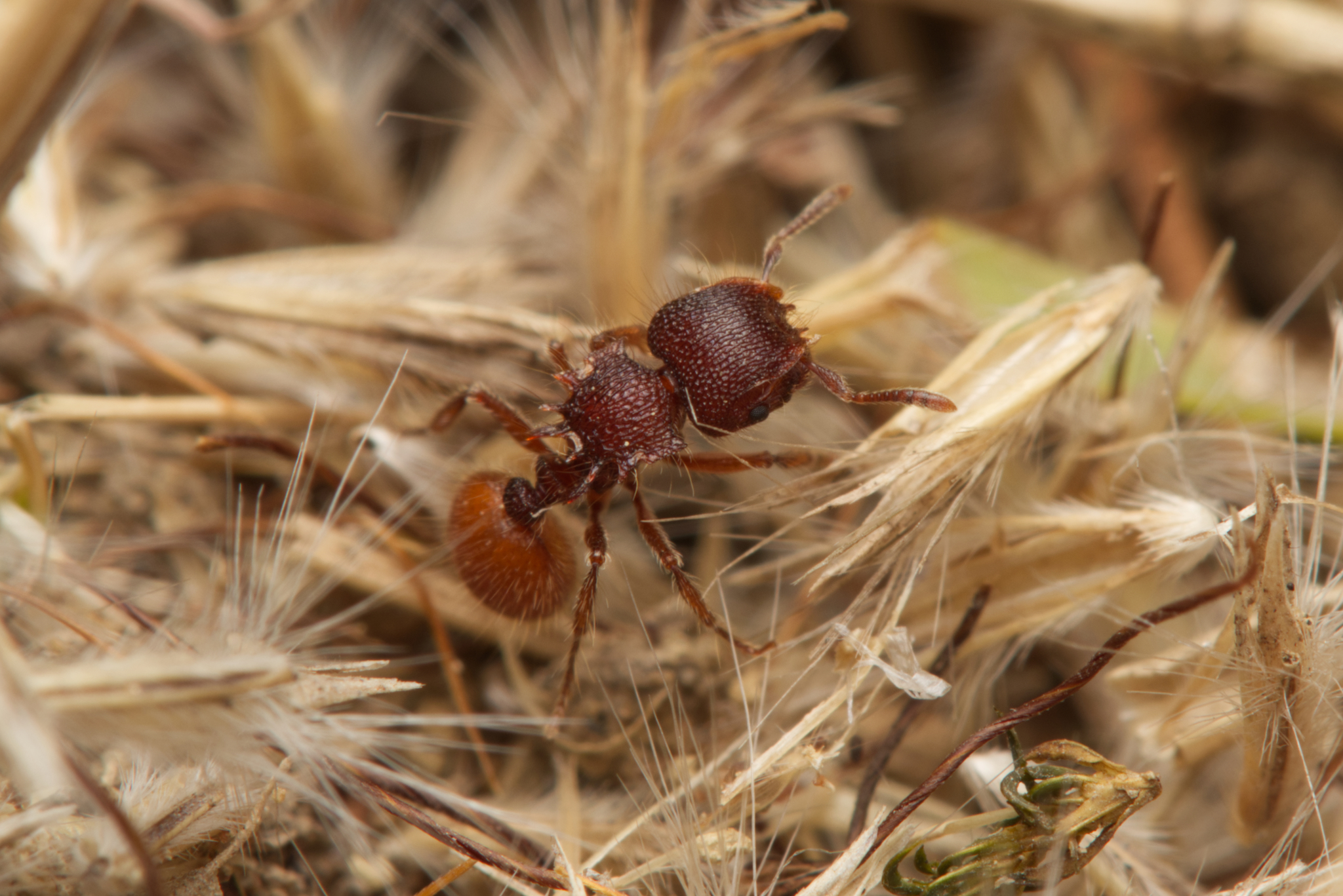Meranoplus wilsoni