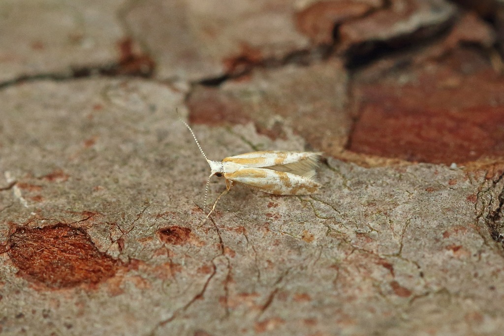 Juniper Argent