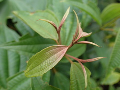 Miconia laevigata