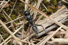 Calomyrmex albopilosus