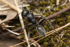 Calomyrmex albopilosus