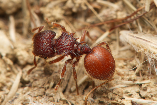 Meranoplus wilsoniMeranoplus wilsoni