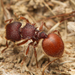 Diversus-group Shield Ants - Photo (c) Nigel Main, some rights reserved (CC BY), uploaded by Nigel Main