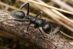 Calomyrmex albopilosus