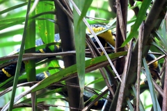 Boiga melanota