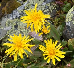 Crepis chrysantha