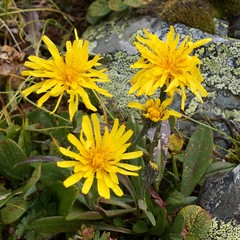Crepis chrysantha
