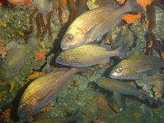 Pomadasys striatus