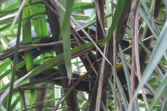 Boiga melanota