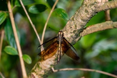 Acheron longus