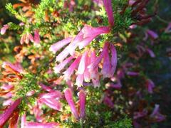 Erica discolor