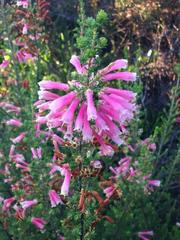 Erica discolor