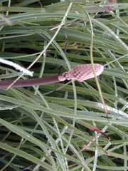 Kniphofia caulescens
