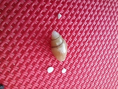 Episcomitra cornicula