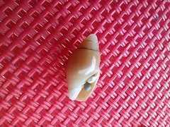 Episcomitra cornicula