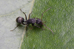 Camponotus esau