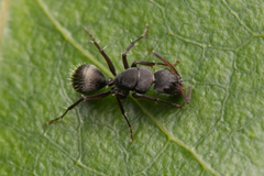Camponotus esau