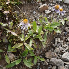 Aster flaccidus
