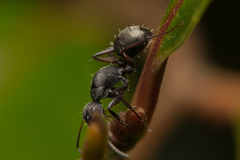 Camponotus esau
