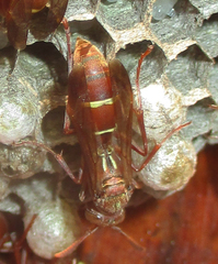 Polistes africanus