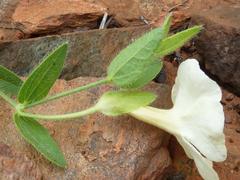 Thunbergia atriplicifolia