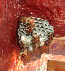 Polistes africanus