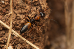 Opisthopsis pictus lepidus