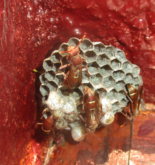 Polistes africanus