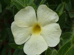 Thunbergia atriplicifolia