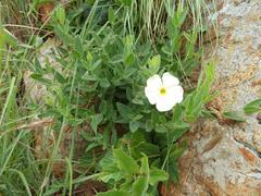 Thunbergia atriplicifolia