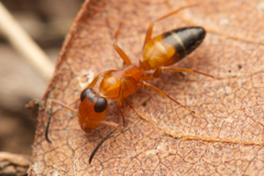 Opisthopsis