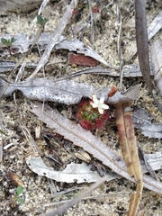 Drosera micrantha