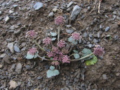 Symphyoloma graveolens