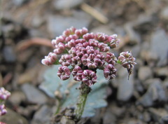 Symphyoloma graveolens