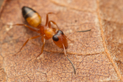 Opisthopsis