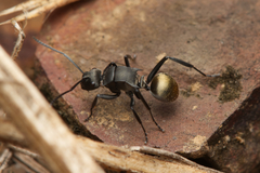 Polyrhachis tubifera