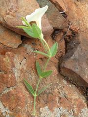 Thunbergia atriplicifolia