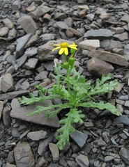 Senecio leucanthemifolius caucasicus