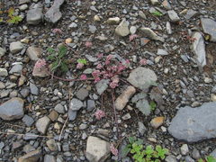Symphyoloma graveolens