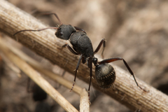 Camponotus esau