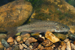 Samnite Barbel photo 2