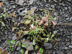 Silene lacera