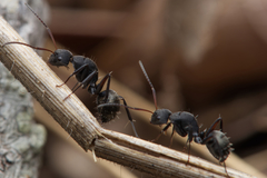 Camponotus esau