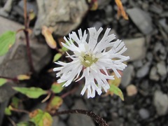 Silene lacera